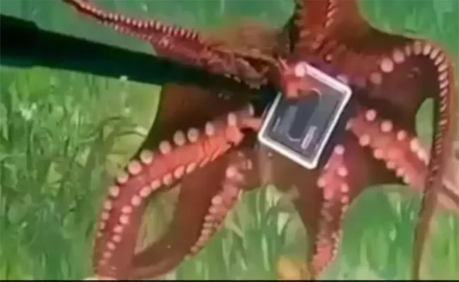 Octopus Steals Australian Diver's GoPro Camera Goes Viral - Sakshi