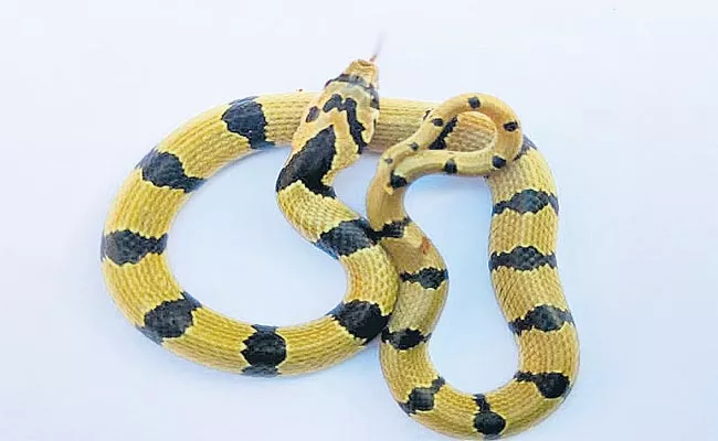 Common Kukri Snake Found Near Jadcharla - Sakshi