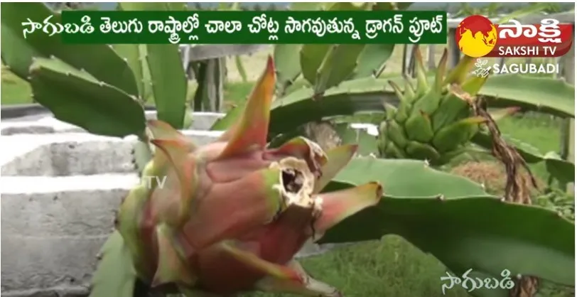 Huge Demand for Dragon Fruit Cultivation