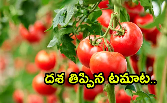 Karnataka farmer brothers sell tomatoes and get rs 38 lakh single day viral news - Sakshi