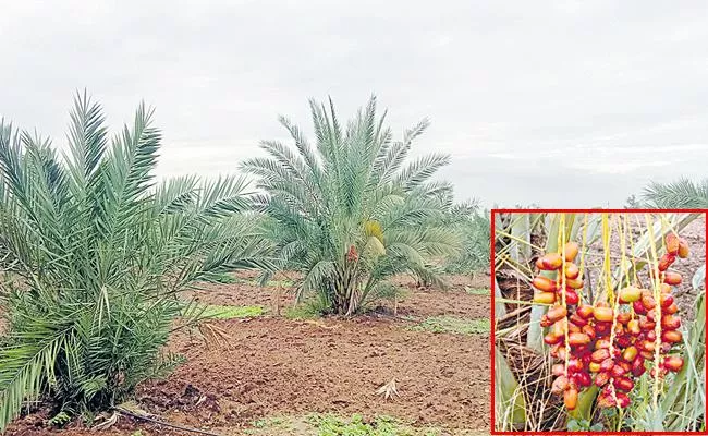 Date cultivation in Bapatla district - Sakshi