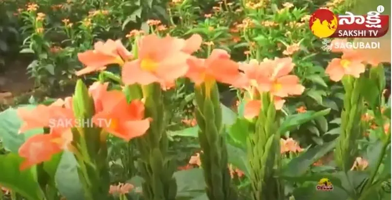 Crossandra Flower Cultivation & Precautions 