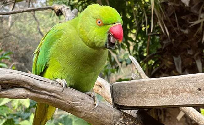 police find screaming woman discover and it was a parrot - Sakshi