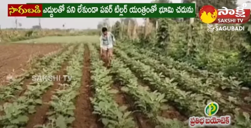 Vegetable Cultivation With Drip Irrigation