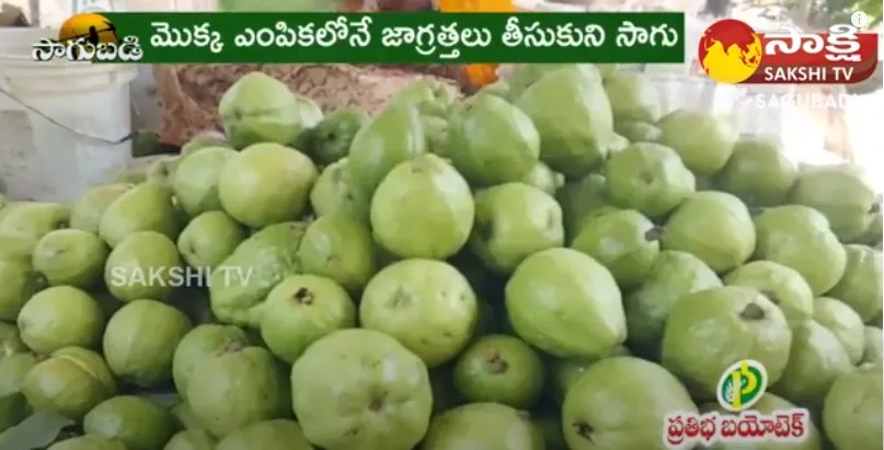 Full Demand for Taiwan Guava