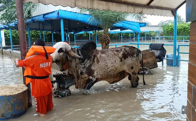 Delhi Yamuna Floods NDRF Saved Costliest Bull Of India Pritam - Sakshi