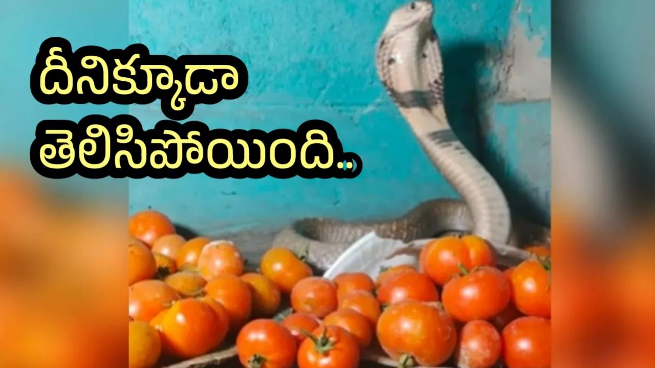 Viral Video Cobra Guards Tomatoes Amid Skyrocketing Prices - Sakshi