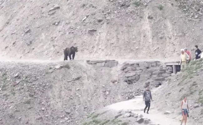 hikers in glacier national park come face to face with grizzly bear - Sakshi