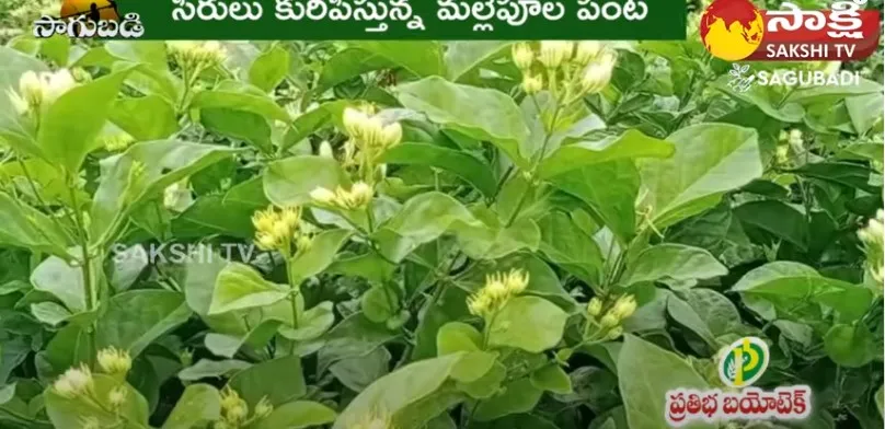 Jasmine Cultivation 