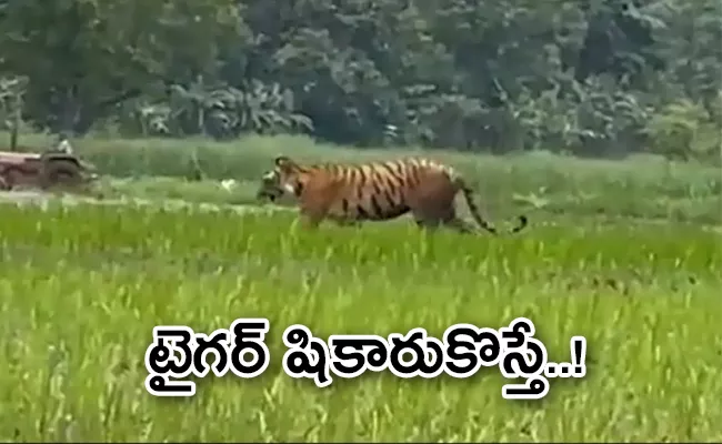 Tiger Strolls In UP Field As Farmer Ploughs His Land  - Sakshi