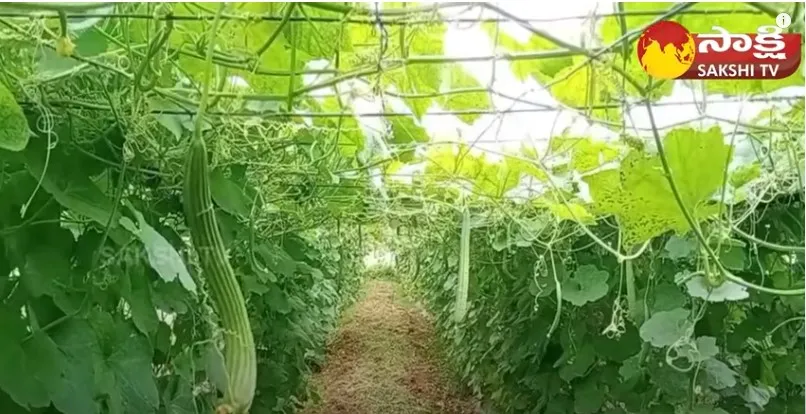 Profits With Vegetables Farming