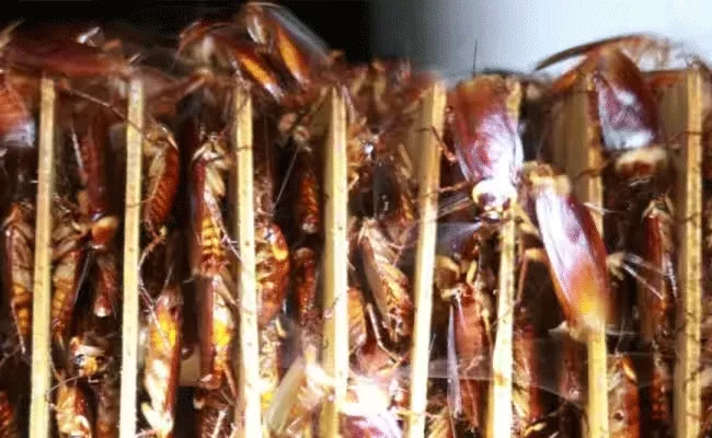 cockroaches farmimg in china and are eaten as snacks - Sakshi