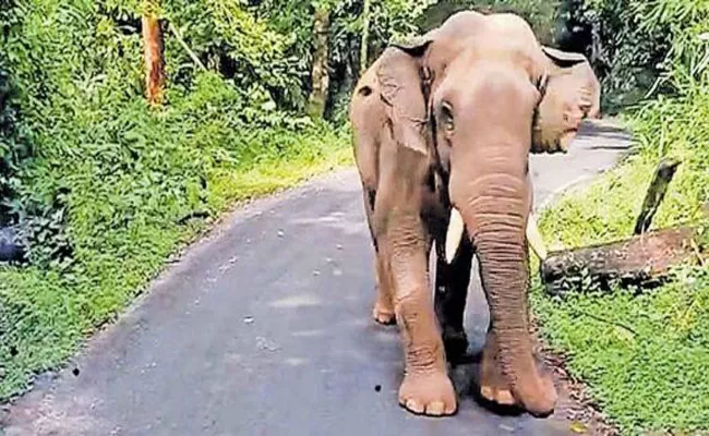 Ambulance Driven In Reverse Gear For 2 Km On Forest Road To Escape Charging Elephant - Sakshi