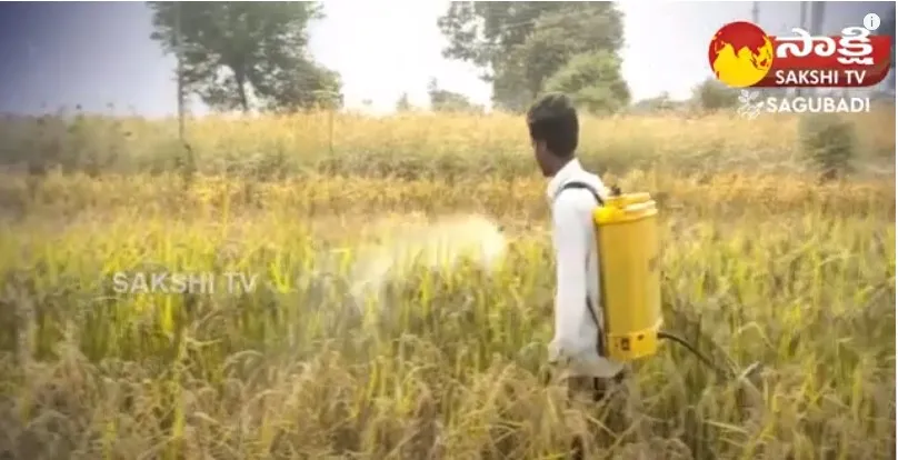 Chemical Fertilizers Losses And Solutions in Telugu