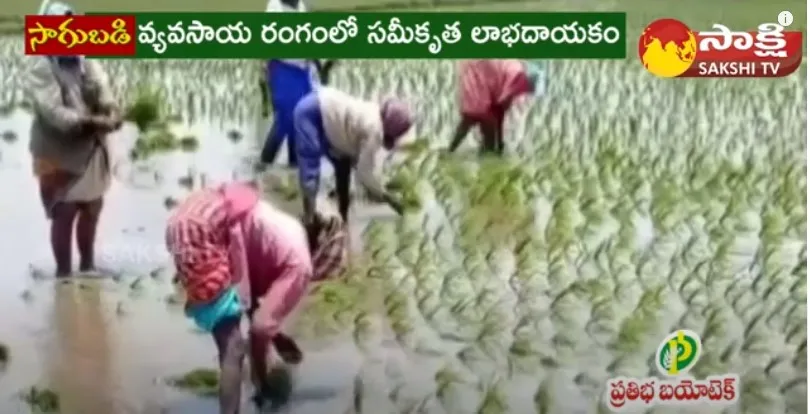 Organic Farming in Suryapet District 