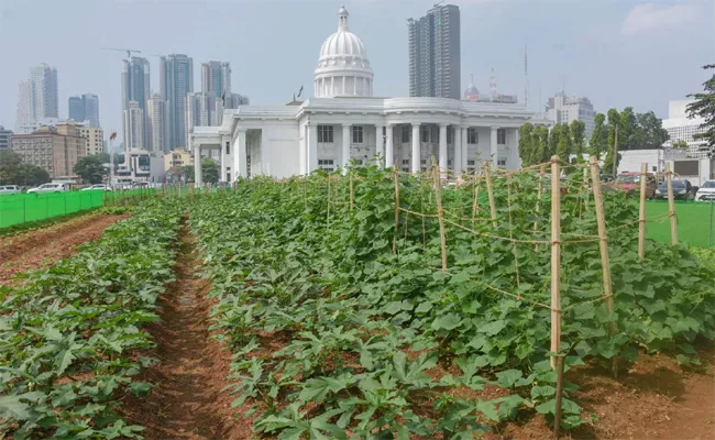 Urban Agriculture During Economic Crisis Lesson From Sri Lanka - Sakshi