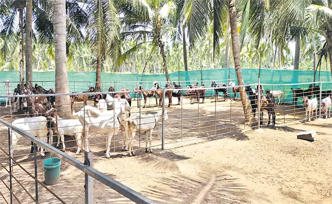 Sagubadi: Farmer Getting Profits With Cross Breed Goat Business - Sakshi