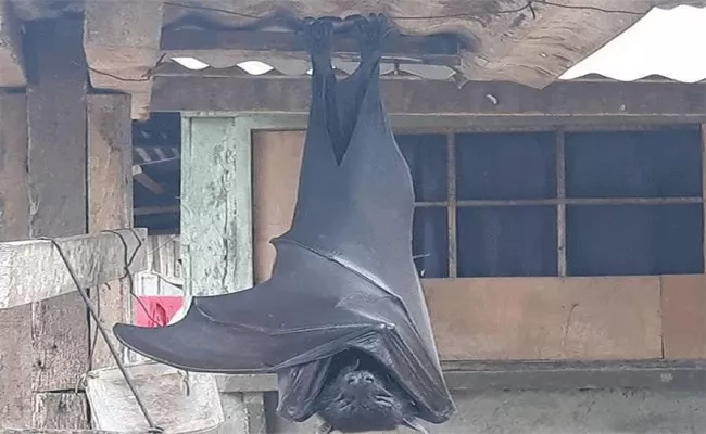 human sized bat hanging upside down photo viral - Sakshi