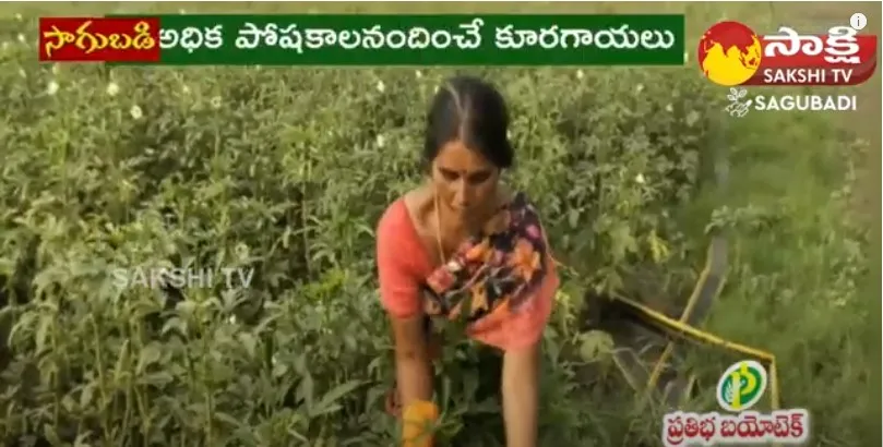 Farmers Sunitha and Yadagiri Success Story 