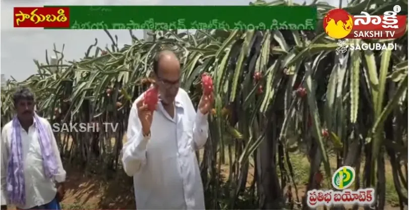 Trellis Method of Dragon Fruit Plantation