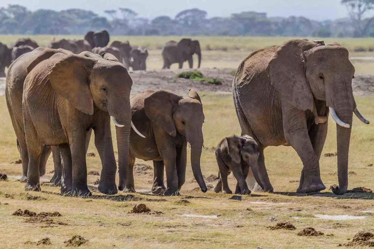 Elephant Herd Gatecrashes Wedding Bride And Groom Flee - Sakshi