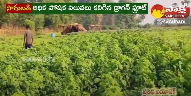 Young Farmer Getting Huge Profits With Vegetable Farming