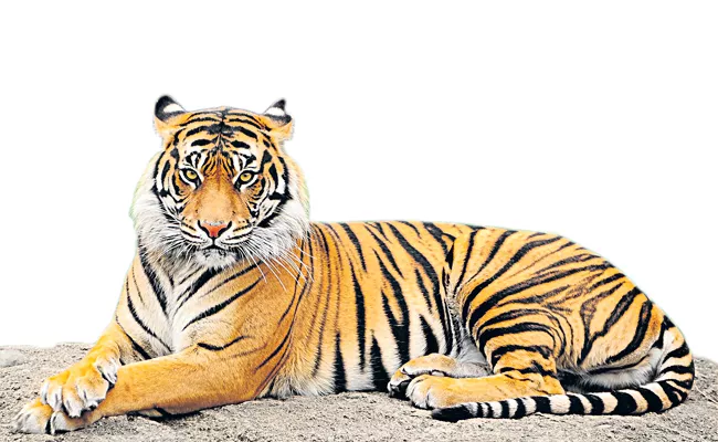 Tigers are coming to the hills of Seshachalam forest - Sakshi