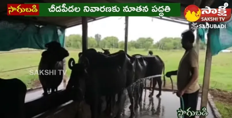 Farmers Earning From Dairy Farm with Murrah Buffalo