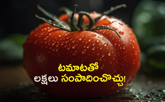 Tomato Farming Business Know the Farmers can Earn Crores with Tomato Cultivation - Sakshi