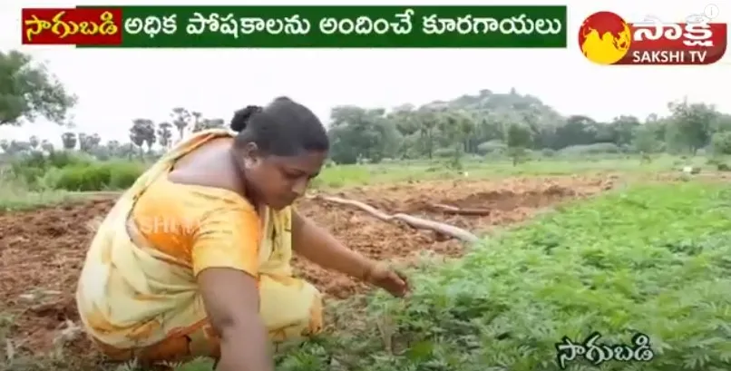 Nakrekal Farmer Successful Story With Vegetable Farming