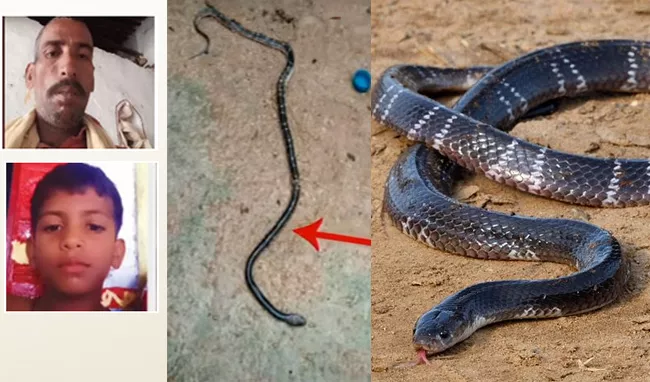 Father son succumb to snake bites in Kamareddy - Sakshi