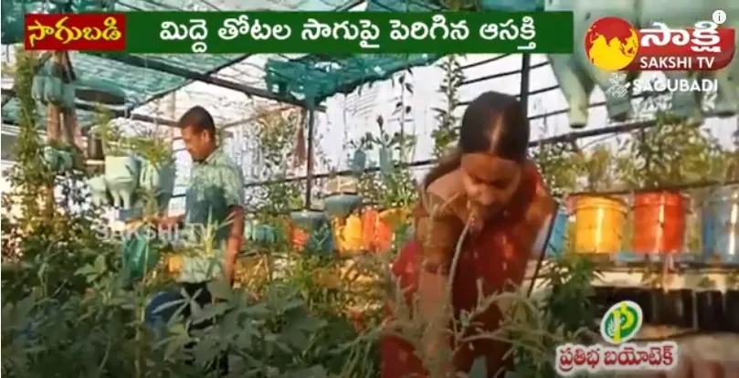 Terrace Gardening By Ashok | Siddipet