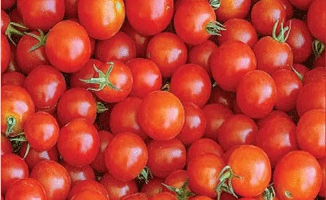 Maharashtra: 400 Kg Of Tomatoes Stolen From Farmer House In Pune - Sakshi