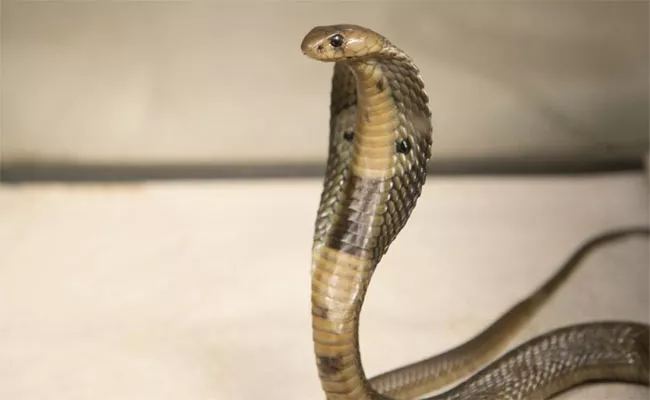 Snake Rattle In Kasthuriba - Sakshi