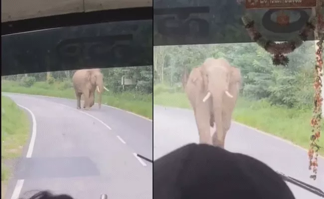 Viral Video: Elephant Charged Towards Bus Packed With Passengers - Sakshi