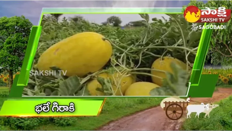 Tirupati District Farmer Success Story On Yellow Water Melon Cultivation 