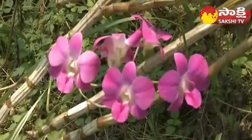 Huge Profits By Farming Of Orchids | Orchid Flower Cultivation