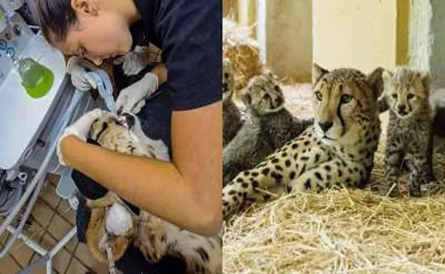 Radio Collars of 6 Cheetahs removed for medical examination at Kuno National Park - Sakshi