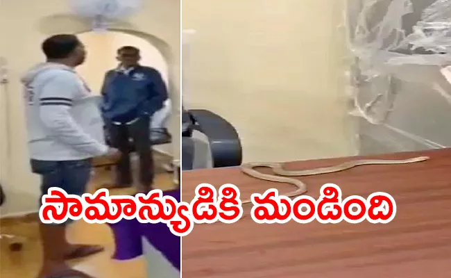 Hyderabad Alwal Man Release Snake At GHMC Office Video - Sakshi