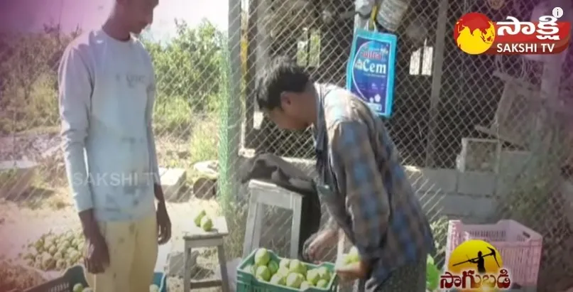 Farmer Success Story on High Density of Guava (Jama) Cultivation