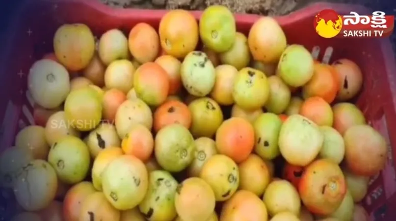 Telangana Farmer Mahipal Reddy About Tomato Cultivation