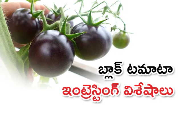 What Are Black Tomatoes In Telugu, Know Its Health Benefits - Sakshi