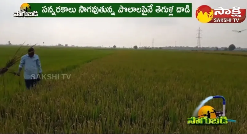 Fires and Insect Pest in Paddy