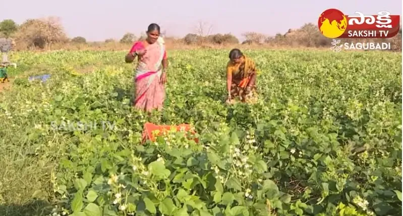  Vegetable Farming Changed Our Life 