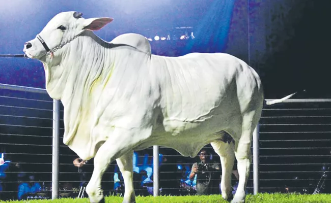 Nellore breed cow Rs 35 crores - Sakshi