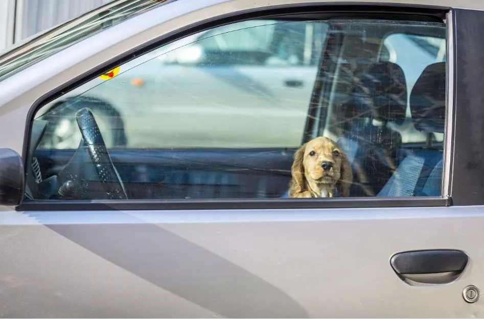 Dog Left In Car On Visit To Taj Mahal Dies Of Heat And Suffocation - Sakshi