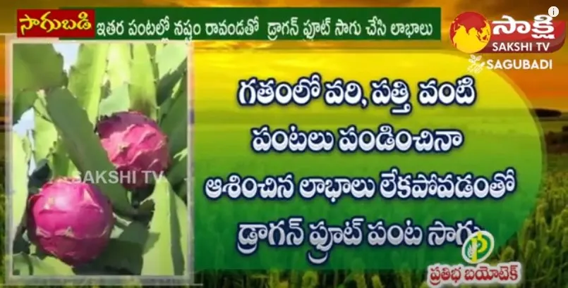 Good Income With Dragonfruit by Koneru Ravindra Farmer