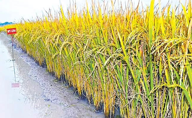 Bapatla Agricultural Research Station is of international repute - Sakshi