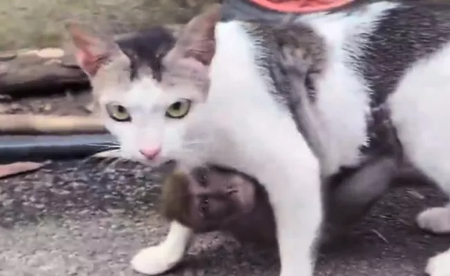 Baby Monkey Adopted By This Cat - Sakshi