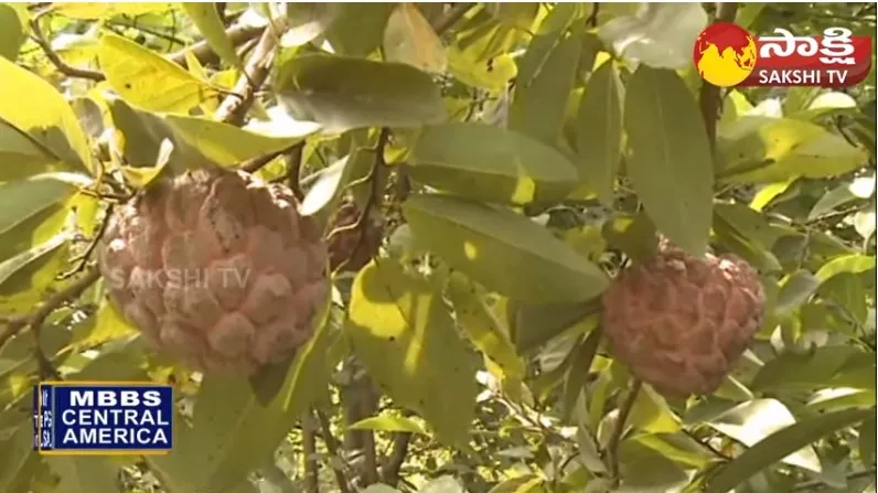 Custard Apple Cultivation